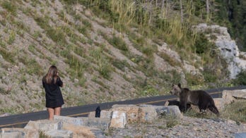 Photos show woman getting dangerously close to grizzly bear while taking pictures
