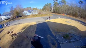 New Jersey man fights off dog pack menacing neighborhood in ‘terrifying’ video after several residents bitten