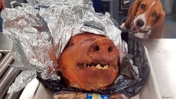 The 9 craziest things seized by Customs and Border Protection