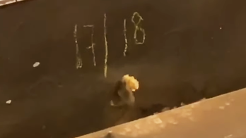Determined mouse squeezes big piece of bread into tiny hole on NYC subway