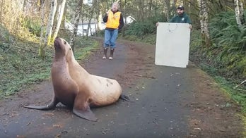 Washington state ‘road hazard’ turns out to be lost 600-pound sea lion, sheriff says