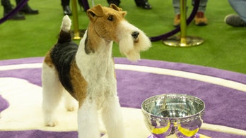 The Westminster Dog Show: What’s the winningest breed in the event's history?