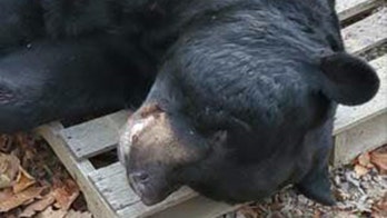 700-pound black bear shot in New Jersey sets world record