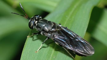 People think ‘butter’ made from insects tastes as good as the real thing, study claims
