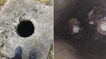 Pit bull puppy rescued after falling down 15-foot well in Connecticut, video shows