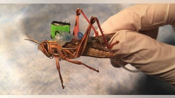 Cyborg locusts could be used to sniff out bombs, scientists say