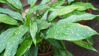 5 houseplants that thrive in low light