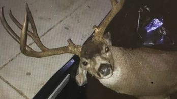 California hunter fined $20G for baiting, shooting trophy deer on his property after season: report