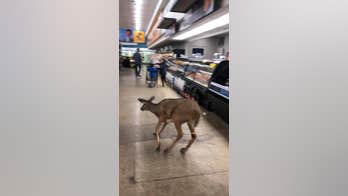 Kroger shoppers in Indiana film deer running through aisles, jumping meat counter