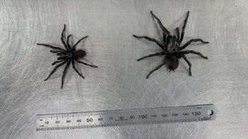 Enormous funnel-web spider nicknamed after 'The Rock'