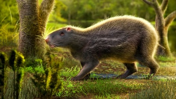 Fossils of prehistoric human-sized rat that weighed nearly 200 pounds and had massive teeth discovered in South America