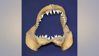 Great white sharks older than previously thought, study says