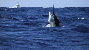 Kayak fisherman hooks 500-pound marlin, results in 6-hour battle