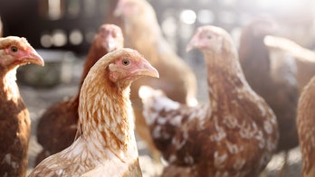 China sees bird flu outbreak near coronavirus epicenter: report