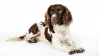 Dog lands sponsorships, social media followers for rock star hairdo: ‘His hair makes him so unique’