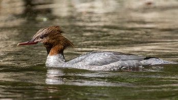 Central Park rangers, bird watchers hunt for duck in distress