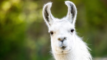 Burglars stop to feed llama while ransacking Welsh farm
