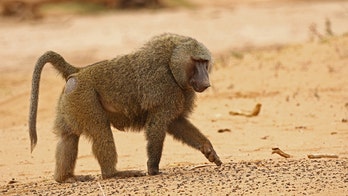 Male baboon escapes Australia medical facility with ‘two wives’ before vasectomy, health official says