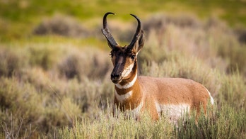 Train collides with pronghorn herd in Idaho, killing dozens after deep snow diverts animals to railroad tracks