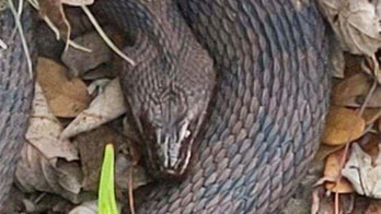 Florida snake orgy forces officials to close area of park