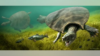 10M-year-old turtle had 8-foot-long shell and weighed nearly 2,500 pounds, study says