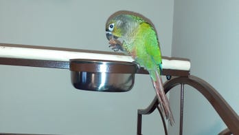 Parrot shouts 'fire' to warn family about blaze in kitchen