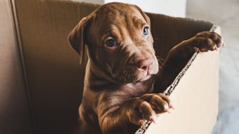 12-year-old boy drops off pit bull puppy at shelter to protect it from his abusive father