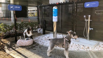 Japanese airport introduces 'first of its kind' dog toilet area, complete with 'pee pole'