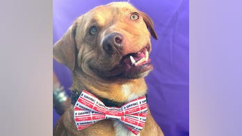 Dog with 'wonky' face named Picasso thriving in new home, owner says: 'Perfectly imperfect'