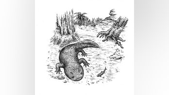 World's oldest salamander discovered in Siberia