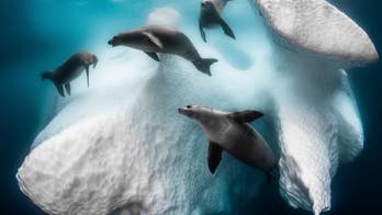 Strange seal 'ballet' underneath Antarctic iceberg revealed in breathtaking photo