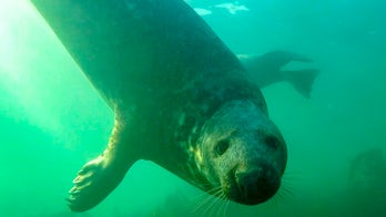 Seals seen clapping underwater as a show of strength