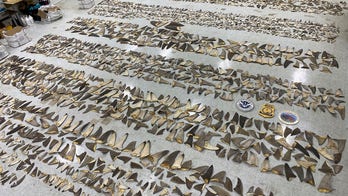 1,400 pounds of dried shark fins, estimated to be worth up to $1M, seized in Miami