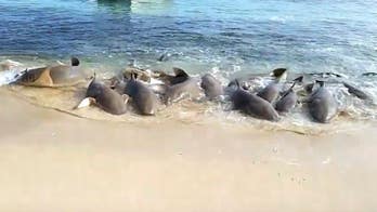 Sharks do ‘pipi’ dance in shallow water, video reveals