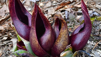 Awful-smelling plant along this US roadway has one saving grace -- it melts snow