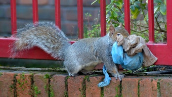 Squirrels are now using plastic to build nests, shocking photos show