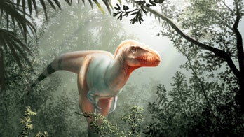 New 'reaper of death' Tyrannosaur species discovered in Canada