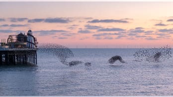 Viral photo shows flock of birds that looks like 'Loch Ness Monster'