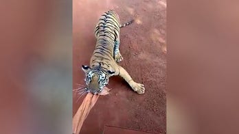 Wild video shows Mexican man in cowboy hat lassoing loose tiger on public street