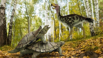 'Bizarre' turtle managed to survive asteroid that wiped out dinosaurs