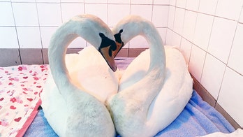 Photographer captures incredible image of two swans bowing their heads together to form a heart