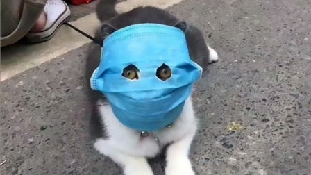 Cats are wearing coronavirus masks in China