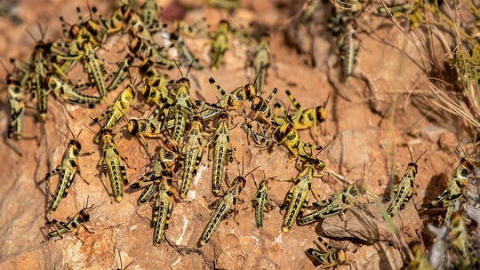 Africa locust invasion spreading, may become ‘most devastating plague’ in living memory, UN warns