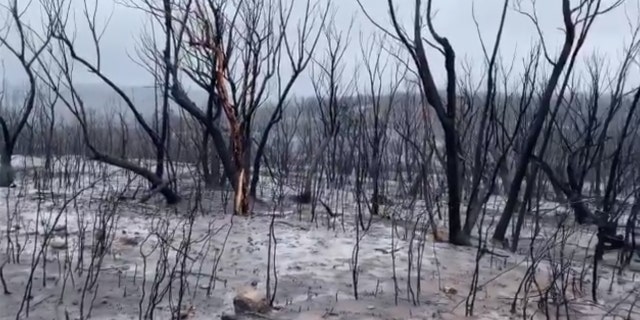 Recent rains have helped drenched deadly wildfires in Australia.