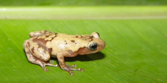 The common giant tree frog from Madagascar is one of many species impacted by recent climate change. (Credit: John J. Wiens)