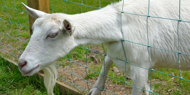 A goat with its head stuck in a fence was screaming last week when a neighbor called the police, thinking it was a child in distress.