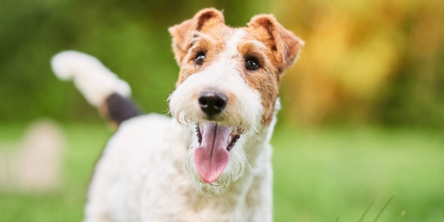 No wonder this Wire Fox Terrier is so happy.