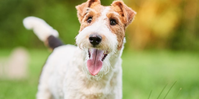 Westlake Legal Group 6f2e99a4-WireFoxTerrierIstock The Westminster Dog Show: What’s the winningest breed in the event’s history? Michael Bartiromo fox-news/travel/vacation-destinations/new-york-city fox-news/lifestyle/pets fox news fnc/lifestyle fnc b64b0e58-0df7-5744-b3d9-ac748fd7b70e article