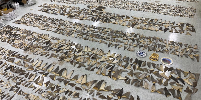 In this Jan. 29, 2020 photo made available by the U.S. Fish and Wildlife Service, confiscated shark fins are displayed at the Port of Miami. The U.S. Fish and Wildlife Service said Monday, Feb. 3, 2020, that the shipment of dried fins was believed to have originated in South America and was likely bound for Asia. Officials estimate the total commercial value of 18 boxes of fins to be between $700,000 and $1 million. (U.S. Fish and Wildlife Service via AP)