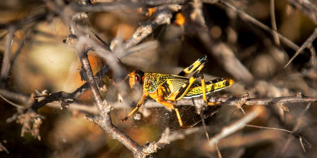 A young desert locust is stuck in a spider's web on a thorny bush in a desert of Somalia.